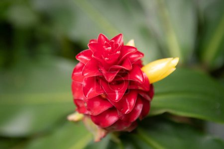 Tropisches Blütenmuster, tropische Blumen Hintergrund. Rote Ingwerpflanzen. Awapuhi oder Hawaiian Red Ginger oder Pink Cone Ginger