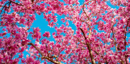 Foto de Flor magnolia flor. Flores chinas rosadas o platillo magnolia, Magnolia contra un cielo azul - Imagen libre de derechos