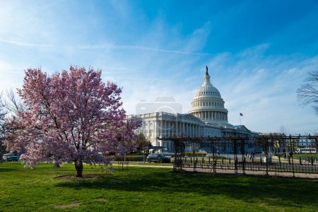 The capitol, american spring, spring in congress. Blossom spring in Washington DC. Capitol building at spring. USA Congress, Washington D.C