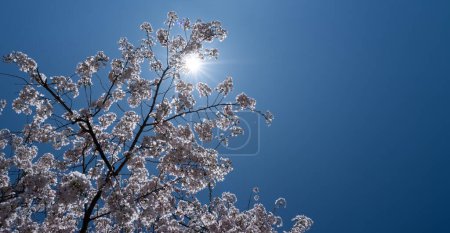 Foto de Fondo de primavera. El cerezo blanco florece contra un cielo azul. Fondo de Pascua. Árbol de flor blanca. - Imagen libre de derechos
