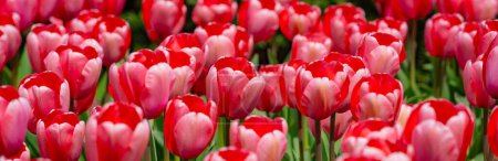 Bunch of red tulips. Close up spring flowers. Amazing red pink tulips blooming in garden. Tulip flower plants landscape. Spring blossom background. Spring blossom red and green background
