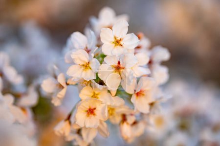Foto de Flor de cerezo de primavera con fondo de cielo azul. Flores de cerezo blanco en primavera. Foto de cerca de la rama de cerezo en flor blanca. Flores blancas de las flores de cerezo en un día de primavera - Imagen libre de derechos