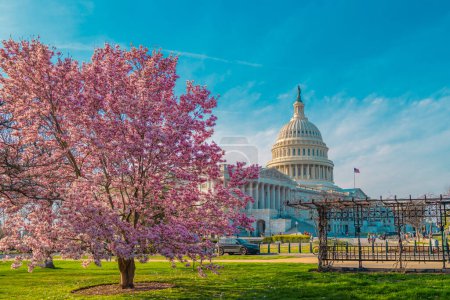 Blossom spring in Washington DC. Capitol building at spring. USA Congress, Washington D.C