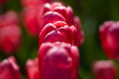 Rote Tulpenblüte im Tulpenfeld am Frühlingstag. Bunt leuchtend rosa Tulpen im Park. Frühlingslandschaft. Rote Tulpen im Frühling. Die Tulpe. Schöner Strauß Tulpen in der frühlingshaften Natur. Nahaufnahme