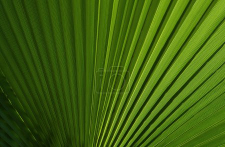 Photo for Tropical green background. Coconut palm trees green texture background. Tropical palm coconut trees on sky, nature background - Royalty Free Image