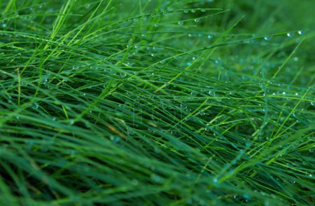Téléchargez les photos : De l'herbe. Herbe printanière verte fraîche avec gouttes de rosée. Soft Focus. Nature abstraite. Fond naturel de feuilles vertes - en image libre de droit
