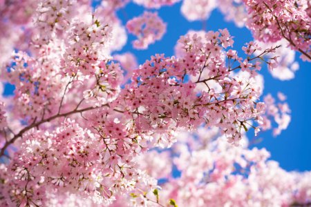 Téléchargez les photos : Fond printanier. Des cerisiers blancs fleurissent contre un ciel bleu. Fond de Pâques. Fleur blanche arbre. - en image libre de droit