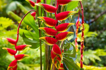 Téléchargez les photos : Modèle de fleur tropicale, fond de fleurs tropicales. Heliconia rostrata, la griffe de homard suspendue ou faux oiseau de paradis - en image libre de droit
