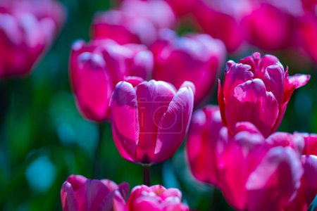 Beautiful Pink Tulips. Purple tulip flowers background. Beautiful flower violet tulips in sunlight landscape at spring or summer. Amazing spring nature. Tulips flowers in garden