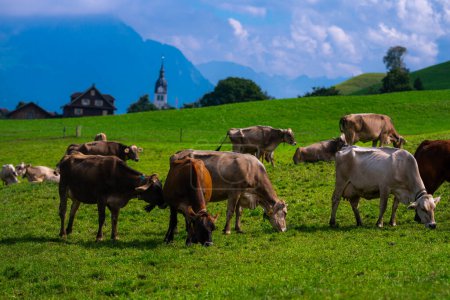 Téléchargez les photos : Des vaches sur la pelouse. Pâturage de vache sur prairie verte. Holstein vache. Eco agriculture. Des vaches dans un champ de montagne. Des vaches dans un pâturage d'été. Troupeau de vaches - en image libre de droit