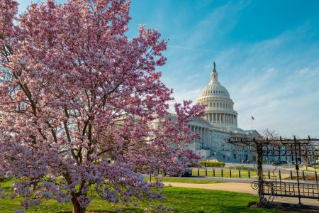 Kapitol-Gebäude am Magnolienbaum mit Frühlingsblüte, Washington DC. Außenfotos des US-Kapitols. Capitol im Frühling. Kapitol-Architektur