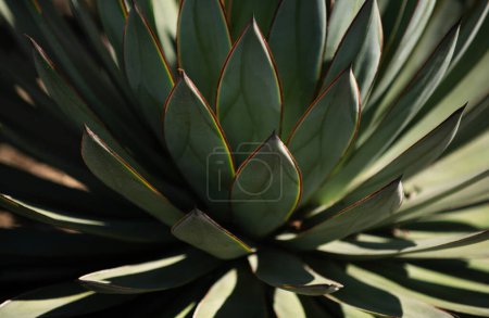 Agave cactus. Cactus backdround, cacti design or cactaceae pattern