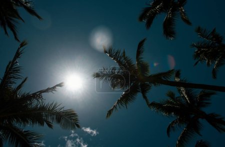 Photo for Tropical palm tree with sun light on sky abstract background. Summer vacation and nature travel adventure concept. Palms wallpaper - Royalty Free Image