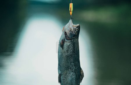 Photo for Fishing with spinning reel. Fly fishing. Catching a big fish with a fishing pole. Concepts of successful fishing - Royalty Free Image
