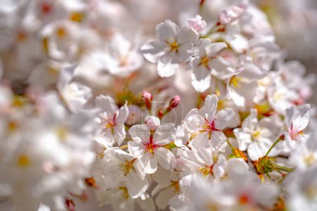 Photo for Spring blossom tree branch with white flowers. Spring background. Blooming tree branches white flowers and blue sky background, close up. Cherry blossom, spring garden, orchard, spring sunny day - Royalty Free Image