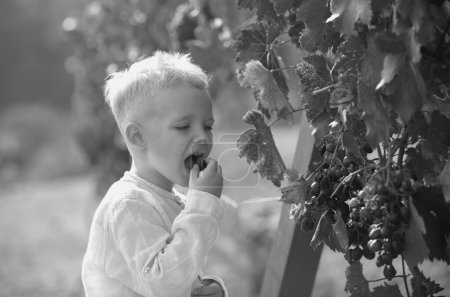 Photo for Smiling happy kid eating ripe grapes on grapevine background. Child with harvest. Kid portrait on vineyards. Kid picking ripe grapes on grapevine - Royalty Free Image