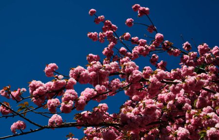 Téléchargez les photos : Modèle de fleurs de printemps. Pour les cartes de vœux de Pâques et de printemps avec espace de copie. La fleur de cerisier. Cerisier de Sacura - en image libre de droit