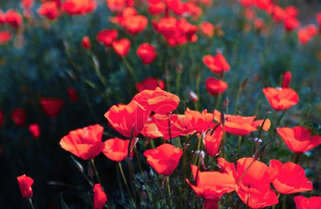 Foto de Flor de amapola para el Día de la Memoria, Día de la Memoria, Día de Anzac en Nueva Zelanda, Australia, Canadá y Gran Bretaña - Imagen libre de derechos