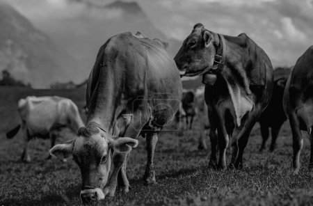 Foto de Jersey Cow roza en prados alpinos. Vacas al atardecer. Vaca en un prado de hierba verde. Vacas mirando el campo verde. Granja de campo con vacas en el prado. Vaca en el campo herboso de la granja. Vacas pastando en el prado - Imagen libre de derechos