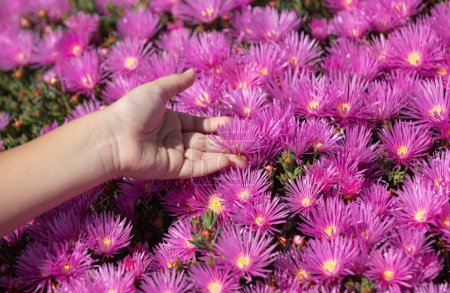 Photo for Kids hands on flowers. Pink asters in the garden, pink daisies texture. Violet chamomile background. Pink and purple moss phlox flowers. Top view - Royalty Free Image