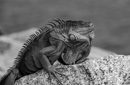 Photo for Lizard of the genus Iguana native to Central, South America - Royalty Free Image