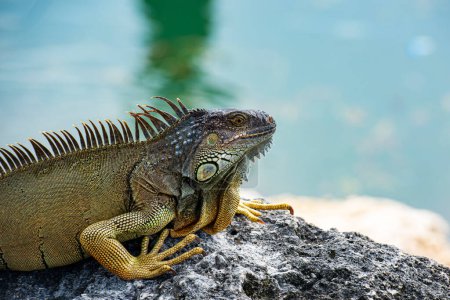 Iguana dragon. Iguana lizard on a stone. Green lizards iguana. Big iguana on an nature