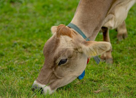 Las vacas pastan en un prado. Pastos de ganado vacuno en un campo verde. Ganado lechero en pastos en la colina en el campo. Ganado Raza pastos en el campo de hierba. Brangus Ganado en pastos naturales. Vaca de pastos