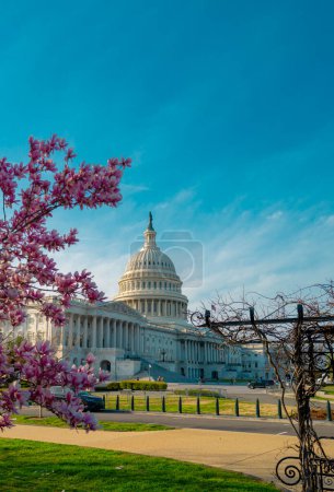 Kapitol-Gebäude am Magnolienbaum mit Frühlingsblüte, Washington DC. Außenfotos des US-Kapitols. Capitol im Frühling. Kapitol-Architektur. Die rosa Kirsche blüht in Washington DC. Blütenkongress