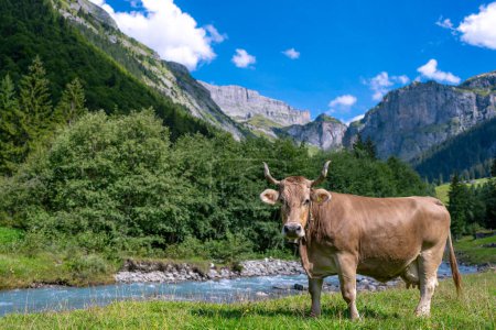 Foto de Las vacas están pastando. Pastos de ganado en un campo de hierba. Vaca con cuernos, ganado, vaca con cuernos - Imagen libre de derechos