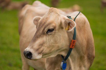 Téléchargez les photos : Vaches sur un pâturage dans les Alpes. Vaches mangeant de l'herbe. Vaches dans un champ herbeux. Vaches laitières dans les pâturages agricoles. Pâturage de vaches brunes sur prairie herbeuse près de la montagne. Vache en pâturage sur prairie alpine en Suisse - en image libre de droit