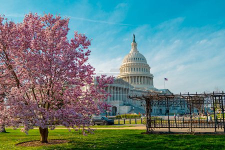 Die Hauptstadt, der amerikanische Frühling, der Frühling im Kongress. Blütenfrühling in Washington DC. Kapitol im Frühling. Kongress der Vereinigten Staaten, Washington D.C.