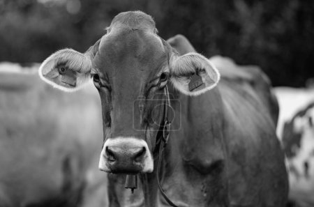 Foto de Las vacas pastan en un día de verano en un prado en Suiza. Vacas pastando en tierras de cultivo. Pastos de ganado en un campo verde. Vacas en un campo en una granja de ganado ecológico. Leche orgánica de vaca de campo de hierba. Suiza - Imagen libre de derechos