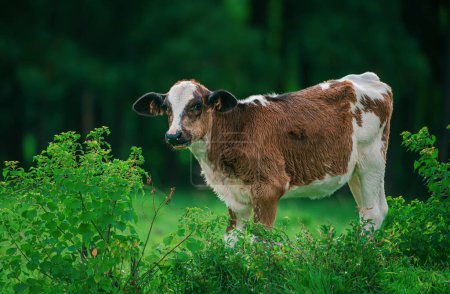 Téléchargez les photos : Jolie vache sur herbe verte. Veau avec troupeau laitier - en image libre de droit