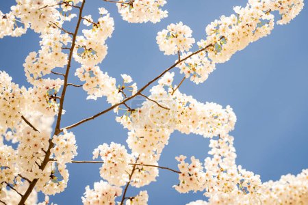 Téléchargez les photos : Printemps ensoleillé. Fond printanier de branches d'un arbre en fleurs sur ciel bleu. Les cerisiers fleurissent au printemps. Fleurs blanches de prunier, belles fleurs blanches, branche de prunier. Bloom sur la branche - en image libre de droit