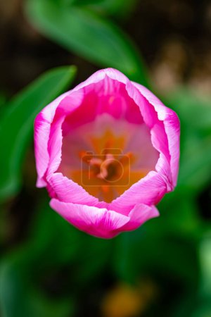 Tulipanes tiernos. Increíbles flores de tulipán brillantes sensuales que florecen en el jardín en el soleado día de primavera. Tulipanes rojos en el parque. Paisaje primavera. Campo de tulipanes. Flores de primavera
