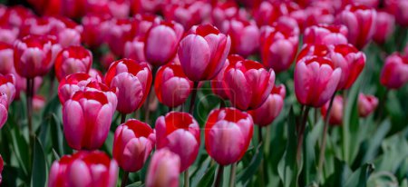 Téléchargez les photos : Magnifiques tulipes roses. Fond de fleurs de tulipe pourpre. Belles tulipes violet fleur dans le paysage ensoleillé au printemps ou en été. Une nature printanière incroyable. Tulipes fleurs dans le jardin - en image libre de droit