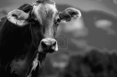 Foto de Vaca en un pasto de verano. Manada de vacas pastando en los Alpes. Vacas Holstein, Jersey, Angus, Hereford, Charolais, vacas Limousin. La vaca está mirando la cámara. Cara de vacas de cerca - Imagen libre de derechos