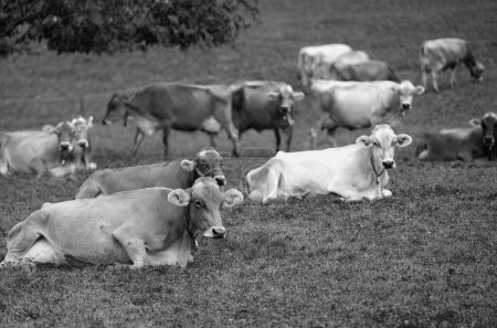 Foto de Vacas en un pasto en los Alpes. Vacas en campo herboso. Vacas lecheras en los pastos de la granja. Vaca marrón pastando en prado herboso cerca de la montaña. Rebaño de vacas - Imagen libre de derechos
