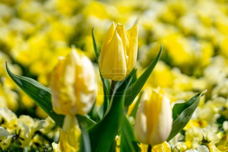 Jardín de primavera. Hermosas flores de tulipán amarillo en la naturaleza primavera. Primer plano de tulipanes estrechamente agrupados. Campo de tulipán. Tulipán de primavera. Flores de tulipanes amarillos en jardín de primavera. Flor amarilla