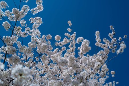 Téléchargez les photos : Beau arbre de printemps fleurit sur un fond bleu ciel. Fleurs de prunier. Spring Design. Branche de pomme en fleurs au jardin de printemps. Bannière de Pâques. Printemps fleurs raison de l'allergie - en image libre de droit