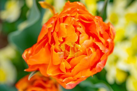 Téléchargez les photos : Fond fleuri. C'est une tulipe. La fleur du printemps - en image libre de droit