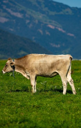 Téléchargez les photos : La vache paissent. Pâturage bovin dans un champ d'herbe - en image libre de droit