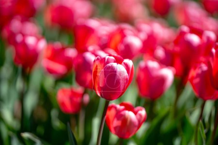 Fond de fleurs. Concept de fleur de printemps. Fleurs de tulipes. Conception pour la Saint-Valentin, Pâques. Bannière de printemps