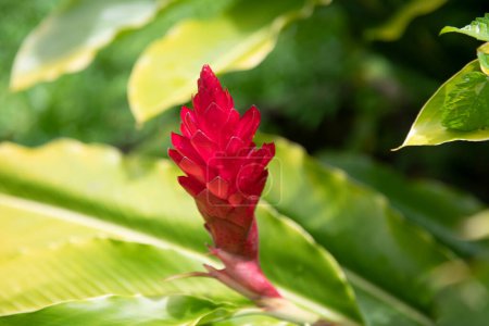 Modèle de fleur tropicale, fond de fleurs tropicales. Red Ginger Plants. Awapuhi ou gingembre rouge hawaïen ou gingembre de cône rose