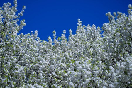 Téléchargez les photos : Des grappes de pruniers fleurissent avec des fleurs blanches contre le ciel bleu. Fond de fleur de printemps. Branche florissante de pommier sur fond de ciel. Branche printanière d'arbre à fleurs blanches - en image libre de droit