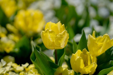 Bunch of yellow tulips. Close up spring flowers. Amazing red pink tulips blooming in garden. Tulip flower plants landscape. Spring blossom yellow flowers background