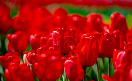 Red Tulip flower in tulip field at spring day. Colorful vivid pink tulips in the park. Spring landscape. Red tulip garden in spring. The Tulip. Beautiful bouquet of tulips in spring nature. Close up