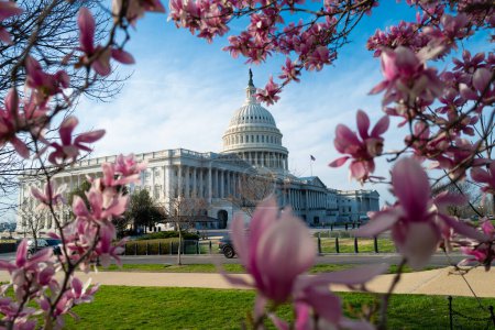 Kapitol-Gebäude am Magnolienbaum mit Frühlingsblüte, Washington DC. Außenfotos des US-Kapitols. Capitol im Frühling. Kapitol-Architektur. Die rosa Kirsche blüht in Washington DC. Blütenkongress