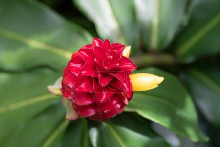 Fleur tropicale rouge et fond vert. Gingembre rouge hawaïen Alpinia purpurata situé à Jakarta, en Indonésie ou à Hawaï. Red Ginger Plants. Gingembre rouge ou gingembre de cône rose
