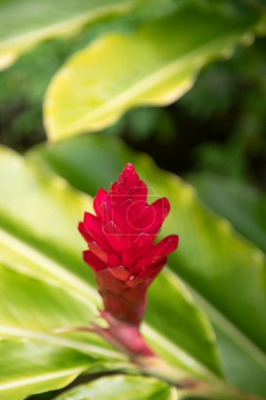 Tropical blossom pattern, tropical flowers background. Red hawaiian ginger Alpinia purpurata located in Jakarta, Indonesia or Hawaiian. Red Ginger Plants. Awapuhi or Hawaiian Red Ginger or Pink Cone